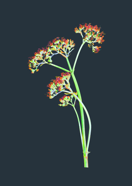 草甸花卉植物模板艺术。图片下载