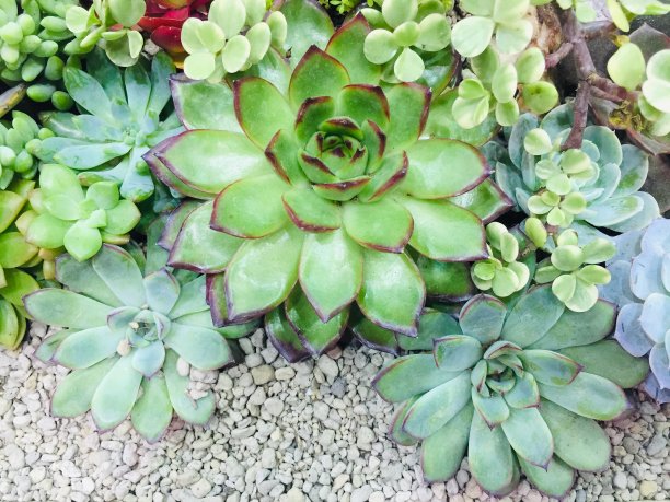 花园局部植物图片下载