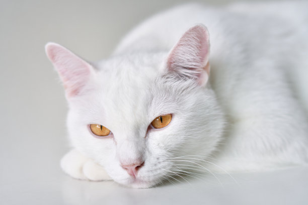 白色的猫图片下载