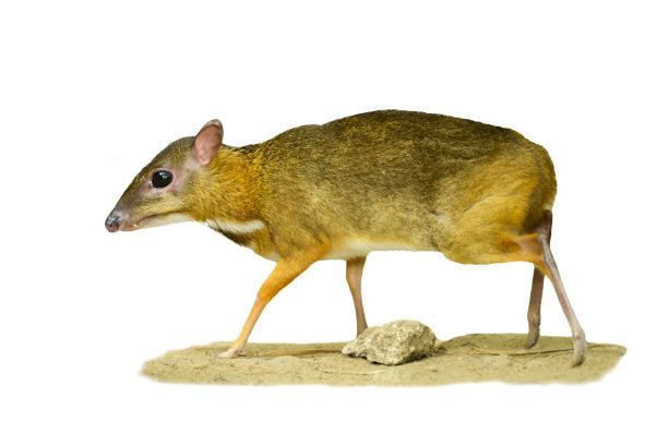 小鼷鹿图片下载