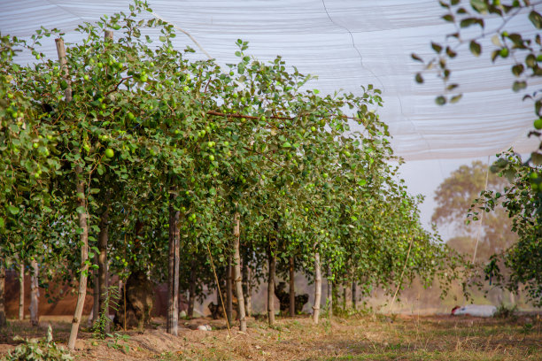 枣果或猴苹果(Ziziphus mauritiana)从树上新鲜采摘的有机水果。图片下载