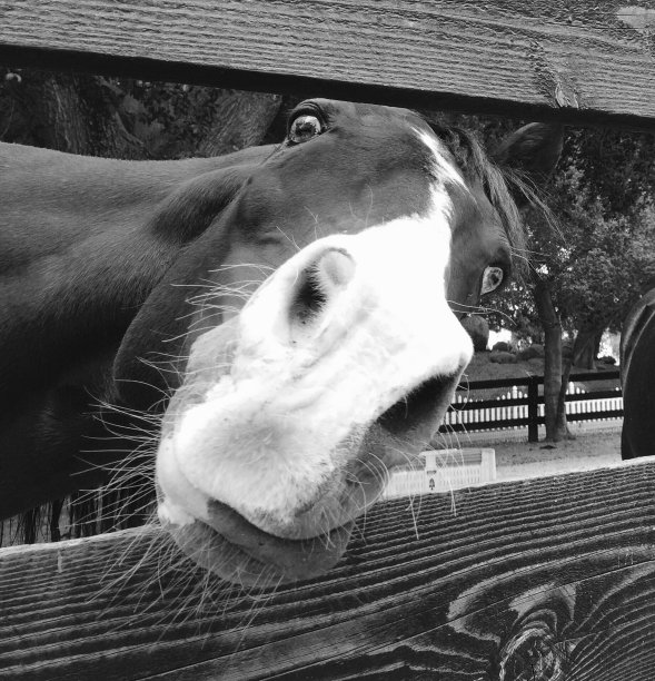 有趣的马脸图片下载