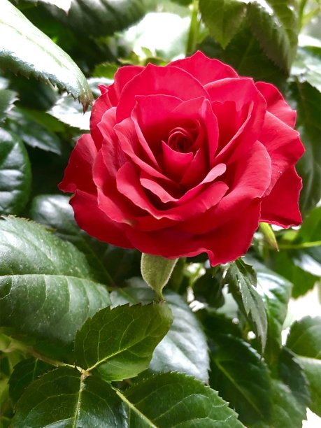 在夏季英国花园边界修剪过的开花玫瑰灌木丛上生长的单朵红色玫瑰花和花瓣照片，浪漫的红色玫瑰非常适合情人节，带有绿色叶子背景图片下载
