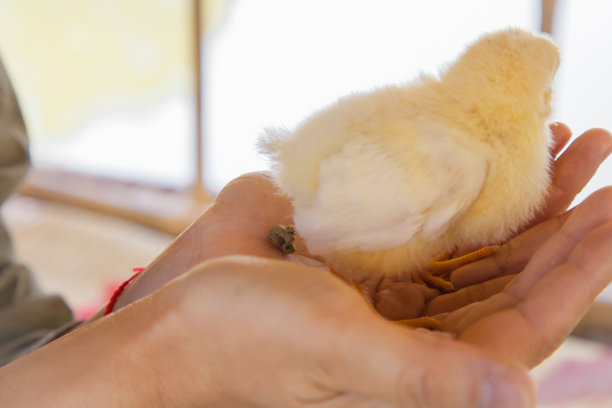 狗娘养的放一只手。小企鹅在处理时被震住了。图片下载