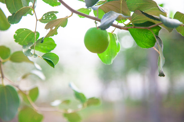 枣果或猴苹果(Ziziphus mauritiana)从树上新鲜采摘的有机水果。图片下载