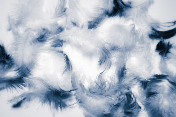 美丽的抽象颜色白色和蓝色羽毛孤立在白色背景图案和墙纸图片下载