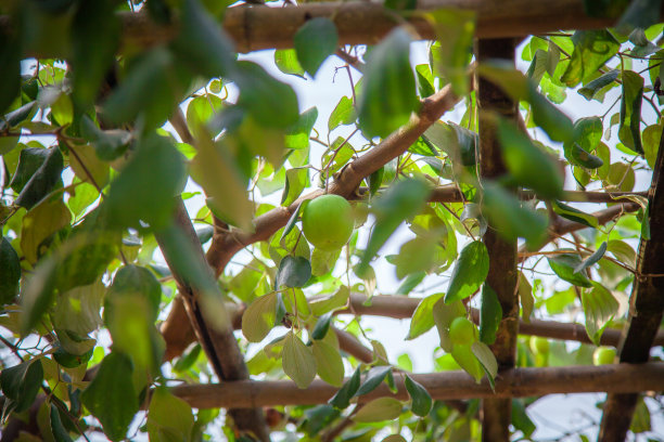 枣果或猴苹果(Ziziphus mauritiana)从树上新鲜采摘的有机水果。图片下载