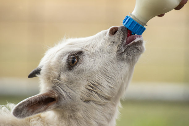 白天山羊在外面图片下载