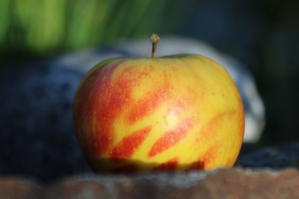 蒴果形状粗糙图片下载