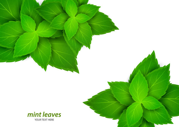 白色背景上的新鲜薄荷。薄荷醇是一种健康的香味。草本天然植物。薄荷绿的叶子。矢量插图为您的设计。图片下载