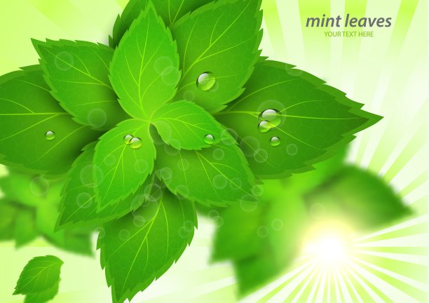 新鲜的薄荷在明亮的阳光下。薄荷醇是一种健康的香味。草本天然植物。绿薄荷叶子。图片下载