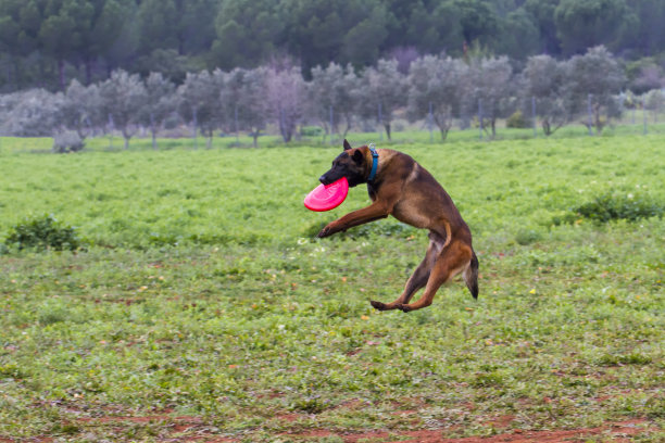 训练用嘴接飞盘的狗图片下载