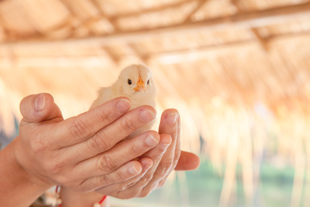 小鸡小宝贝在家禽农场看着他的你。小鸡宝宝可爱天真的概念。图片下载