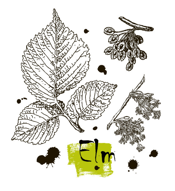 叶，花和果实的向量图像的榆树。图片下载