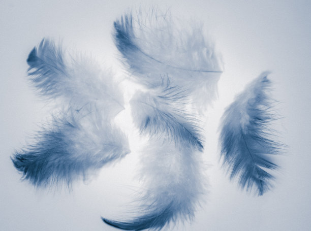 美丽的抽象颜色白色和蓝色羽毛孤立在白色背景图案和墙纸图片下载