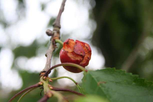 果园里春天树枝上腐烂的红樱桃。图片下载