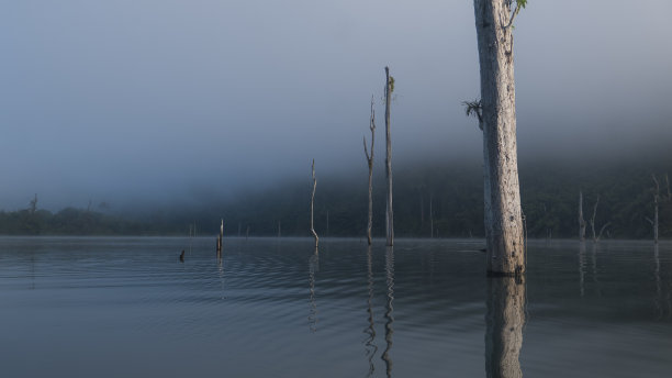 神奇的雨林被雾覆盖图片下载