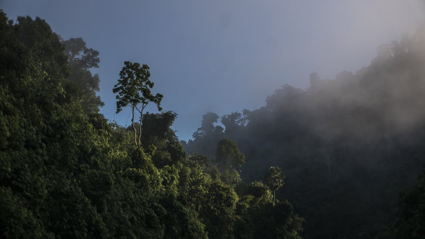 神奇的雨林被雾覆盖图片下载