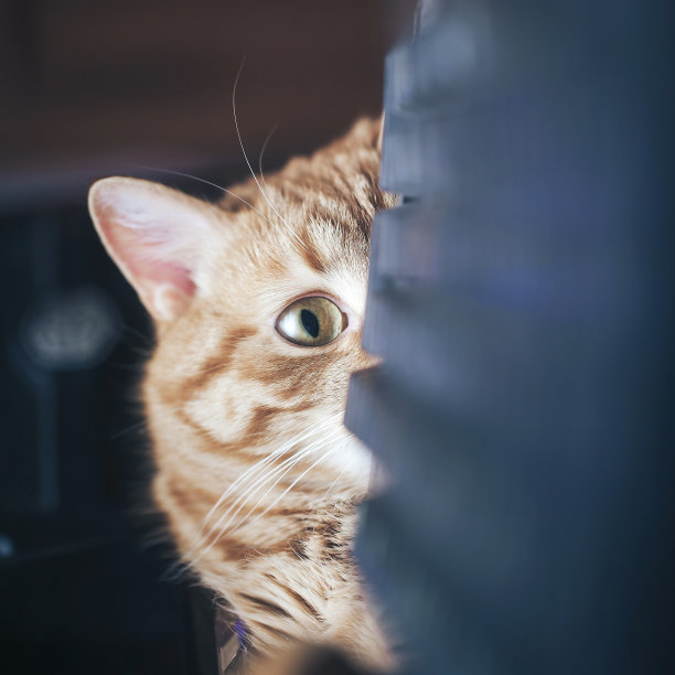 家里的姜毛红猫图片下载