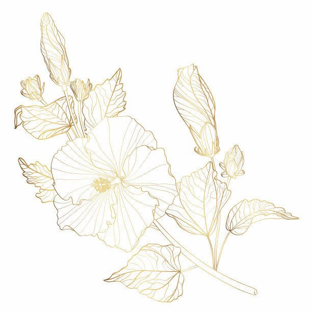 金色问候/邀请卡模板设计元素，芙蓉叶与花枝隔离在白色背景上，图片下载