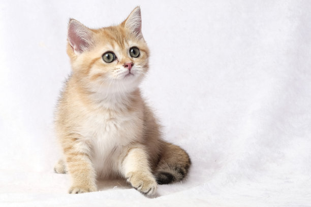 房间里的英国短毛猫图片下载