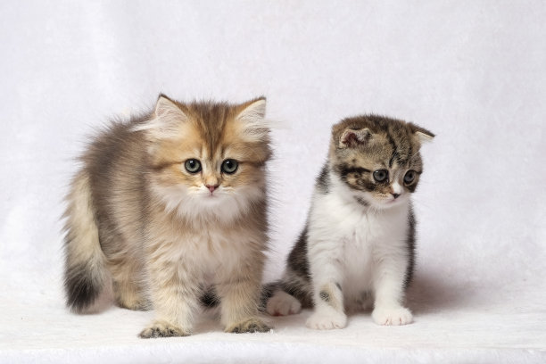 房间里的英国短毛猫图片下载