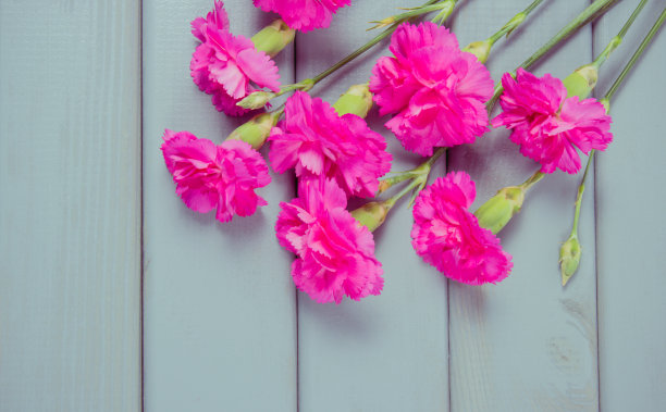 花的背景。康乃馨花在木制背景上。题字的地方。图片下载