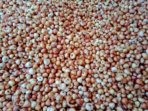 黄色未剥皮的洋葱图片下载