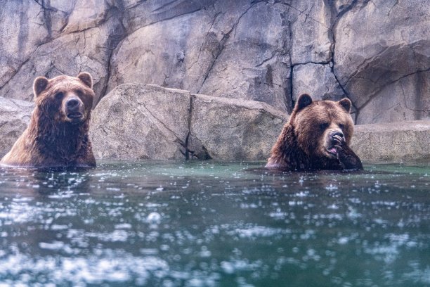 两只灰熊坐在水里图片下载