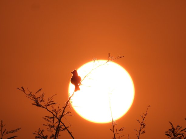 大自然美丽的日落图片下载