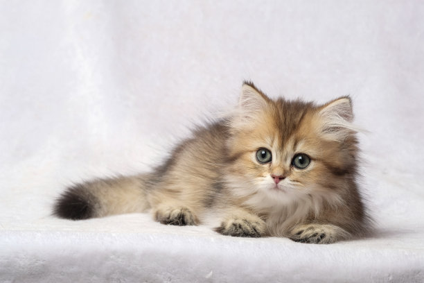 房间里的英国短毛猫图片下载