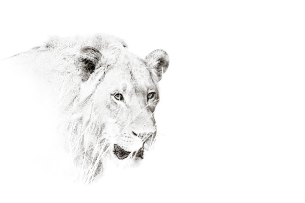 动物狮子野生动物非洲灰色鳞片黑色自然草原捕食猫图片下载