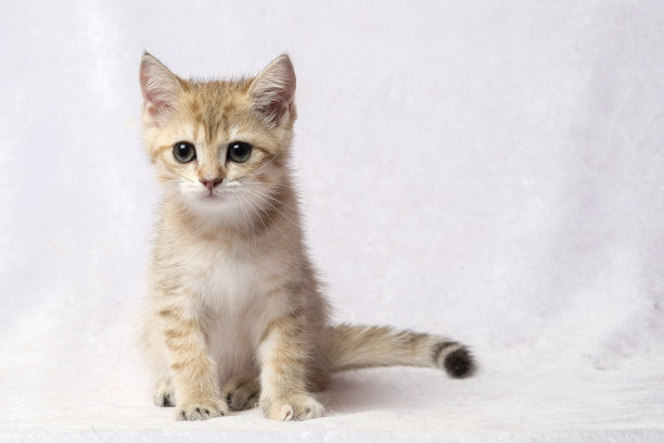 房间里的英国短毛猫图片下载