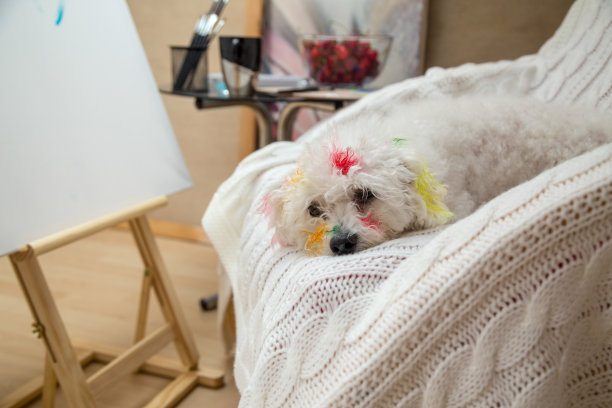 狗被彩绘图片下载