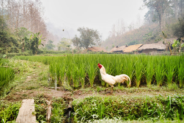 泰国稻田的花名册图片下载