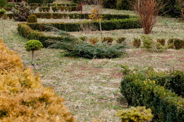 家居花园的自然景观全景。美丽的景观花园在后院。夏季园林景区风光。景观设计与花坛图片下载