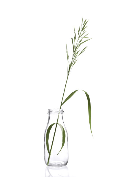 白色背景上的瓶中草叶图片下载