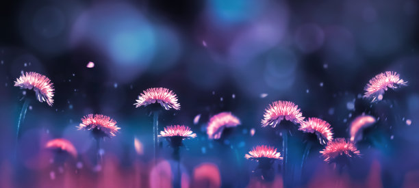 难以置信的惊人明亮的粉红色蒲公英在蓝色和紫色的背景射线。夏天的背景。文本的空闲空间。横幅。图片下载