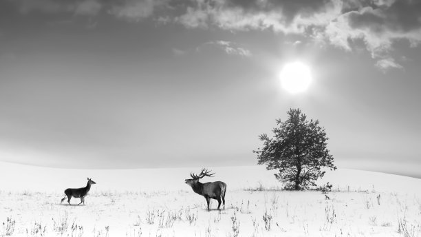 冬季景观的黑白颜色。孤独的树和野鹿雌雄在雪地里。冬季仙境。图片下载