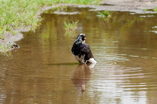 水面上有一只鸽子。公园里，阳光明媚的一天图片下载