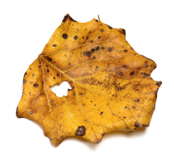 秋天干颤白杨叶图片下载