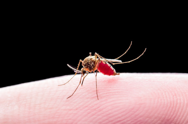 脑炎，黄热病，疟疾或寨卡病毒感染的库蚊寄生虫昆虫宏观分离的黑色背景图片下载