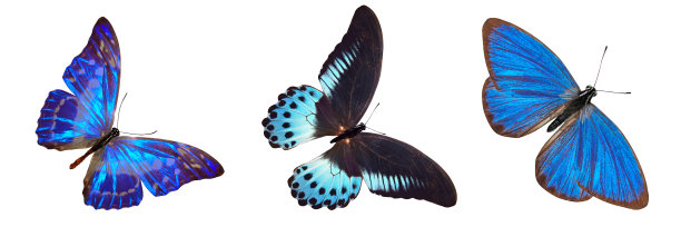 一群蓝蝴蝶孤立在白色上图片下载
