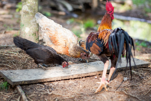 在泰国，鸡是当地的小吃图片下载