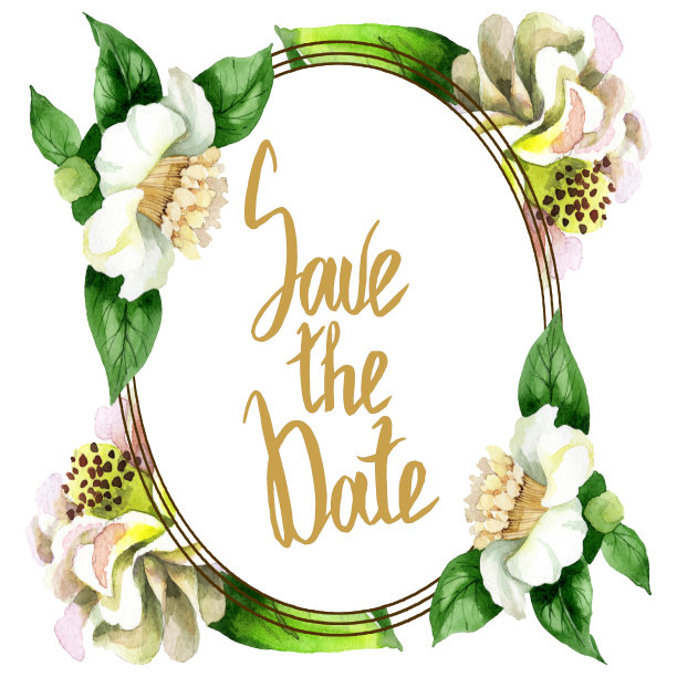 白色山茶属植物花。水彩背景插图集。边框装饰方形。图片下载