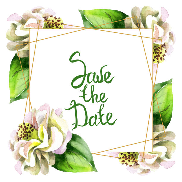 白色山茶属植物花。水彩背景插图集。边框装饰方形。图片下载