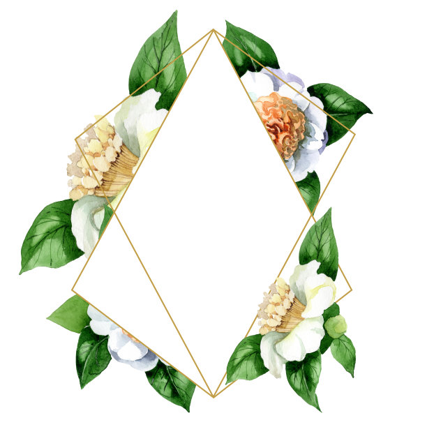 白色山茶属植物花。水彩背景插图集。边框装饰方形。图片下载