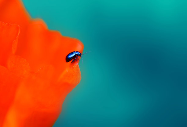 在夏季花园红色罂粟的微距照片图片下载