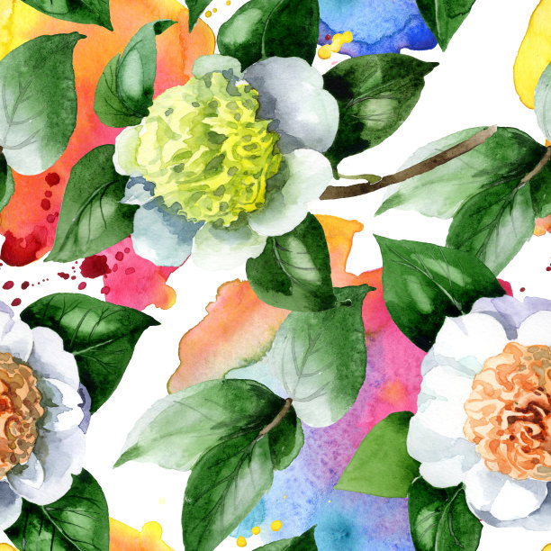 白色山茶属植物花。水彩背景插图集。无缝的背景图案。图片下载