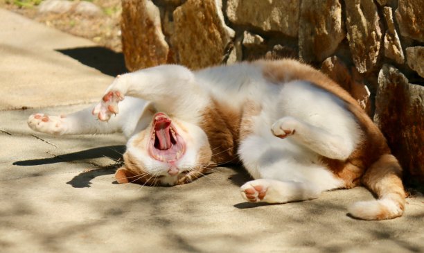 猫伸展打哈欠图片下载